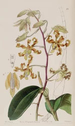 Dendrobium discolor